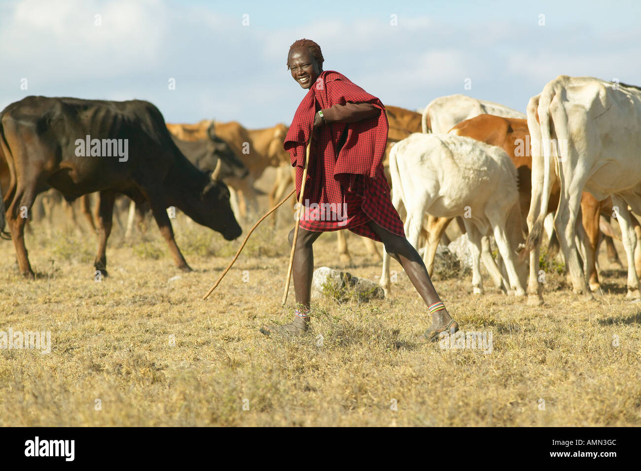 Masai herdsman minding his cattle near Nairobi National Park in Kenya Africa Stock Photo