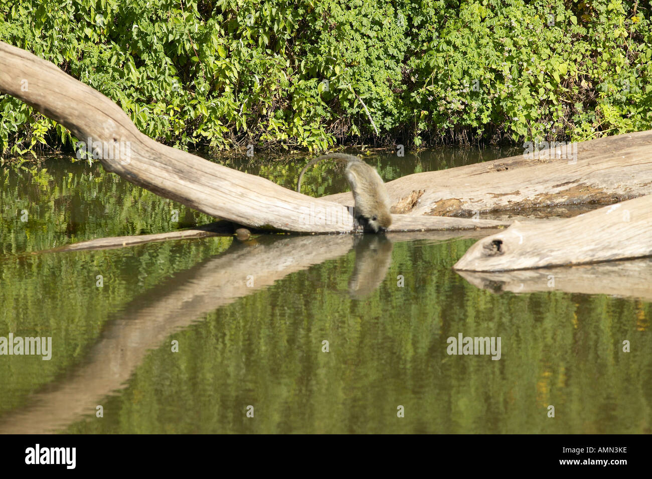 Monkey drinking water in Nairobi National Park Nairobi Kenya Africa