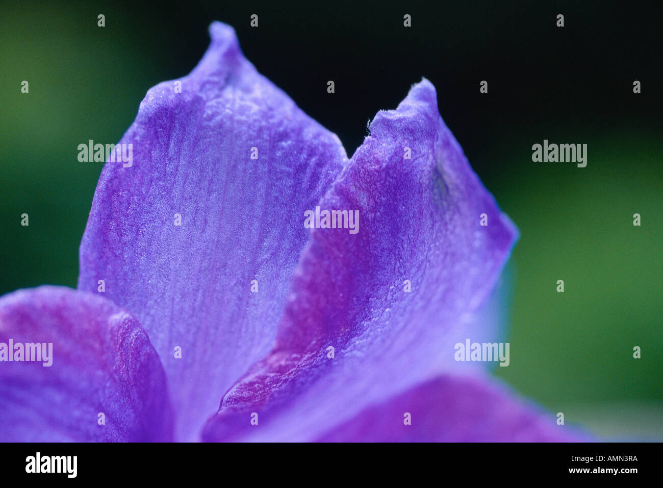 Delphinium Flower Petals Stock Photo