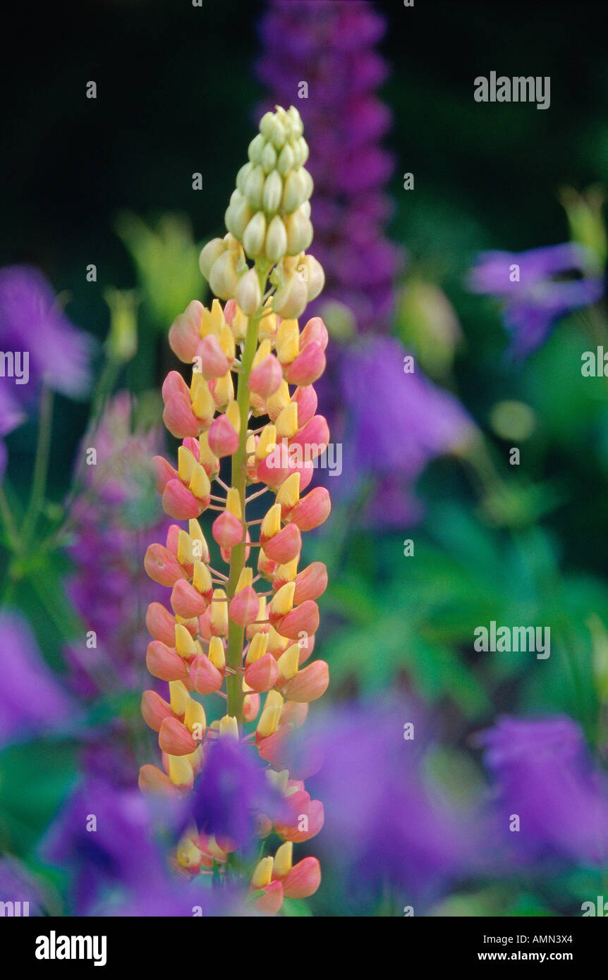 Lupines Stock Photo