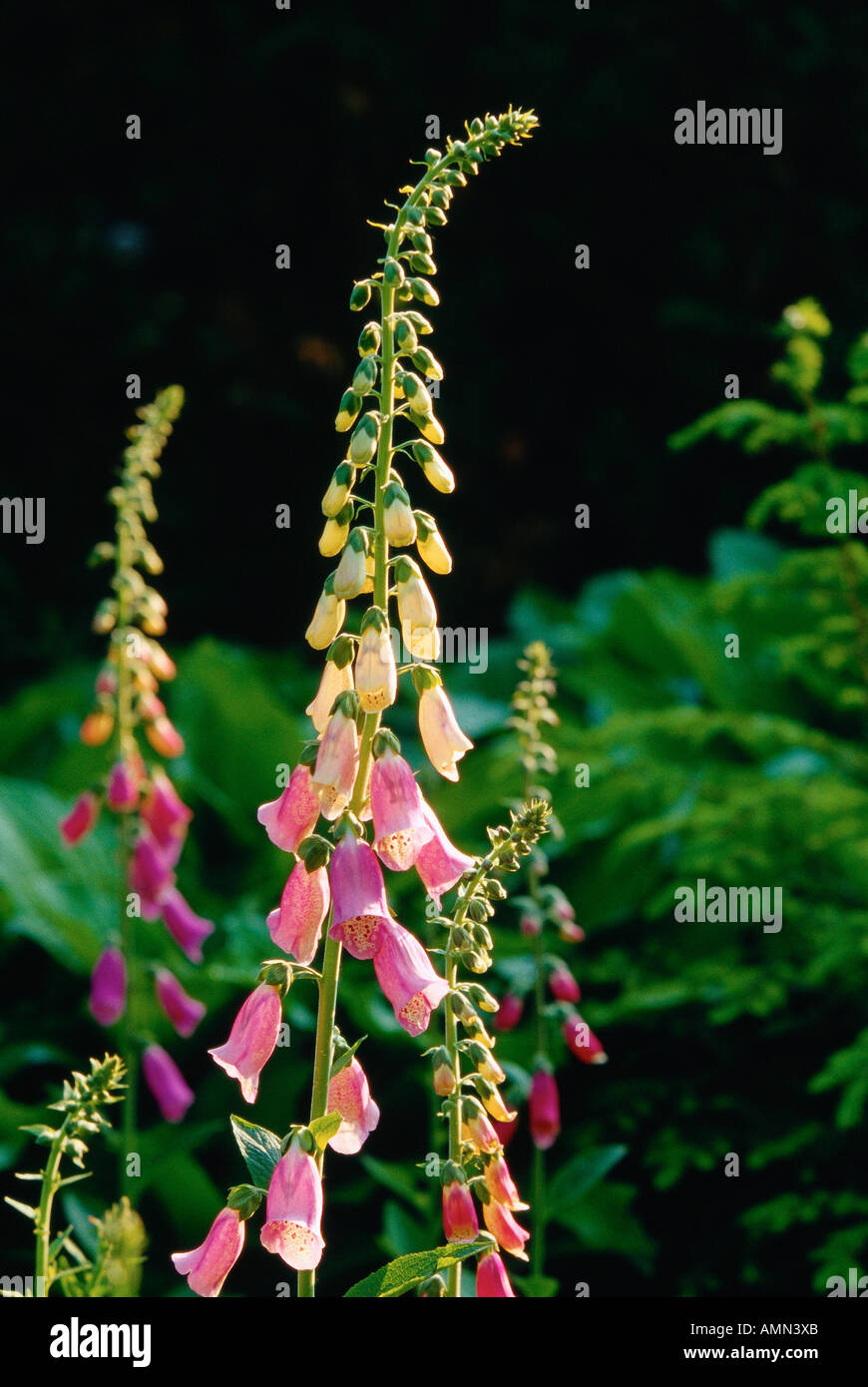 Digitalis Stock Photo