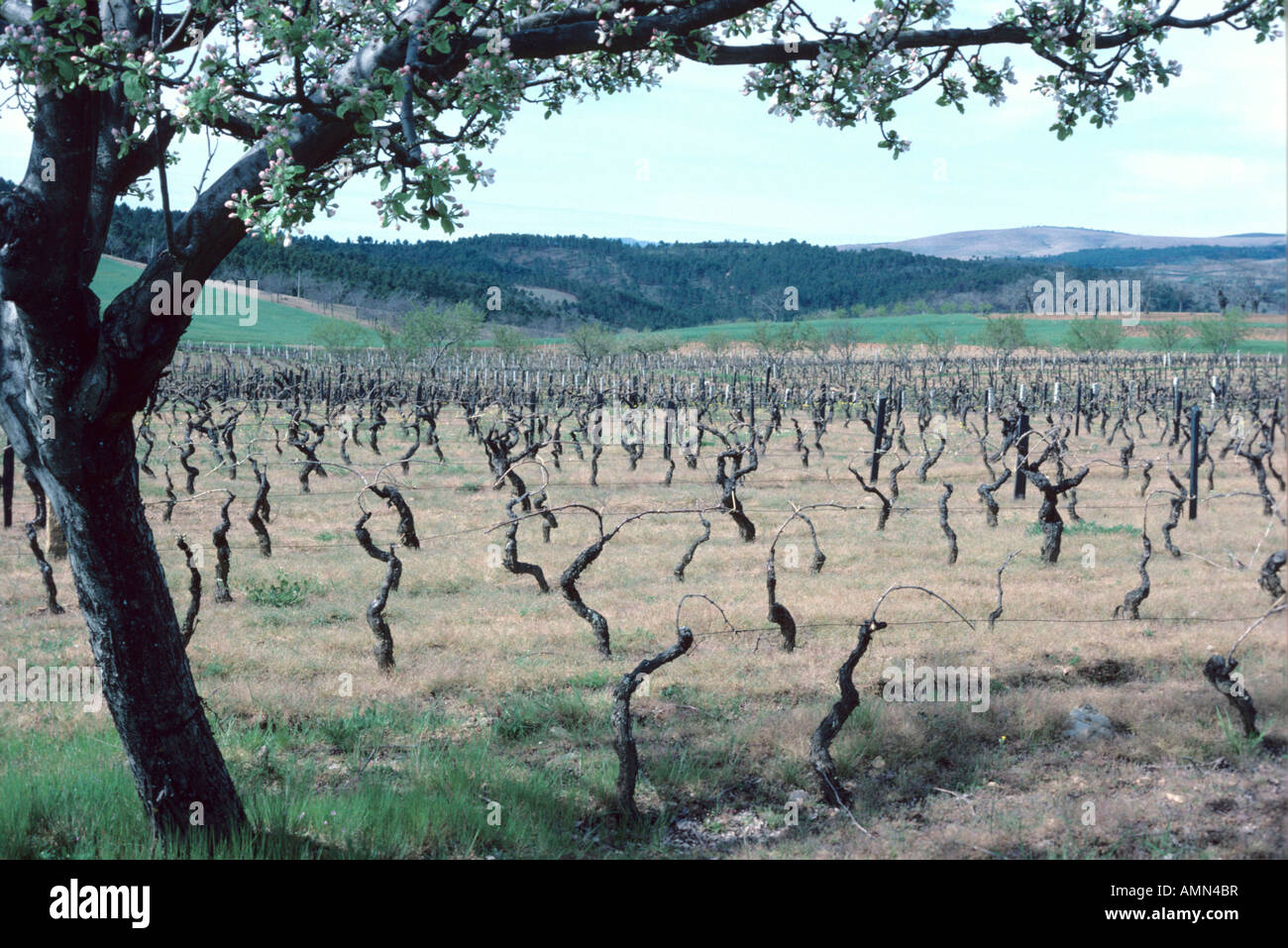 Vineyard near Chaves Portugal Stock Photo