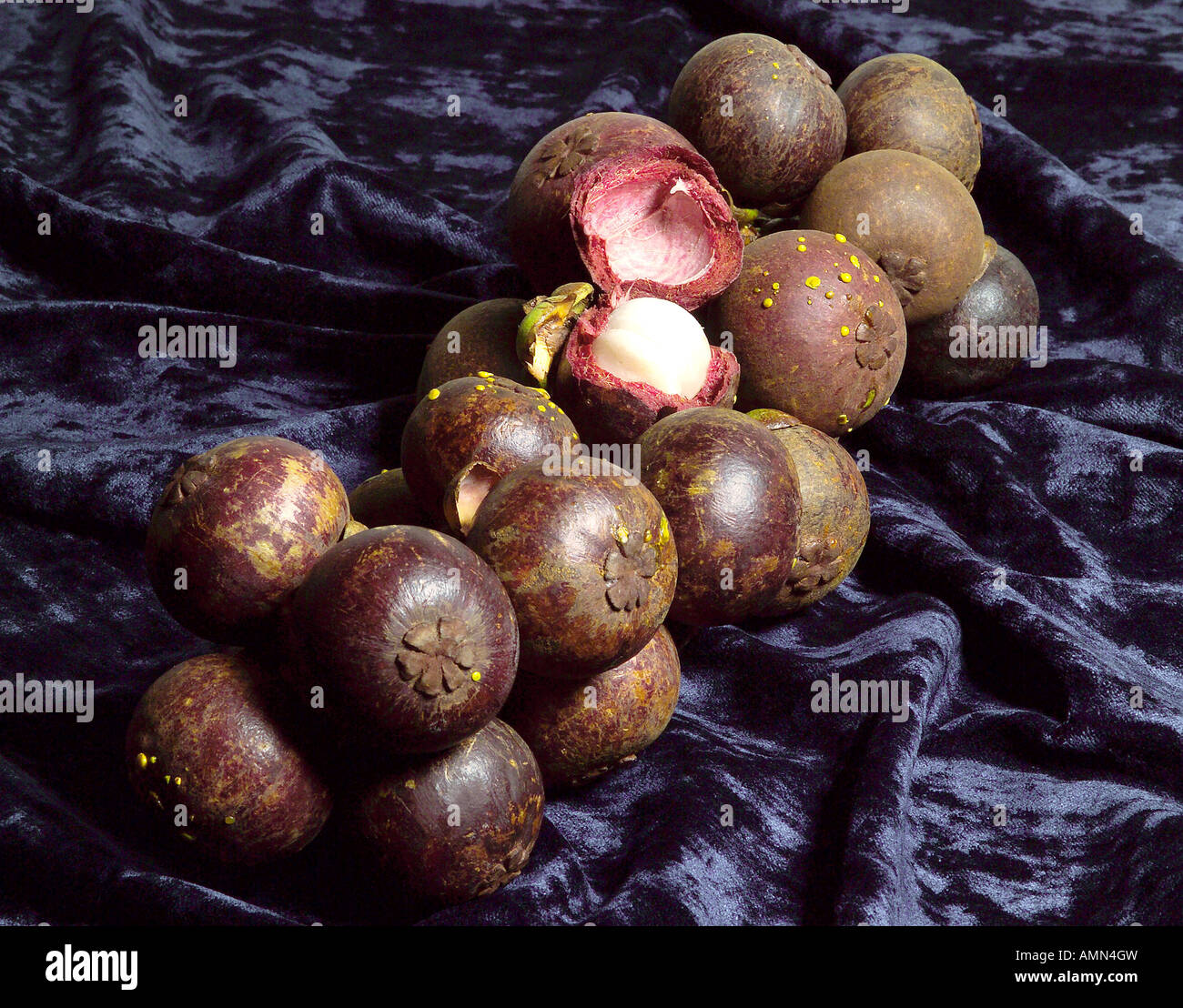 Mangosteen flower hi-res stock photography and images - Alamy