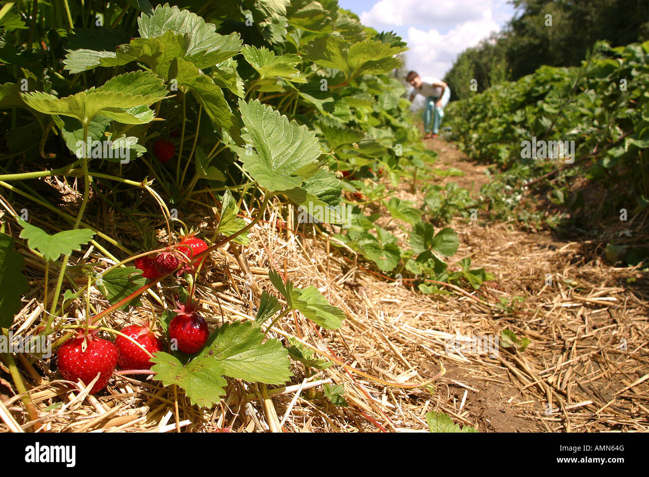 Strawberries in a row at a pick your own farm Stock Photo - Alamy