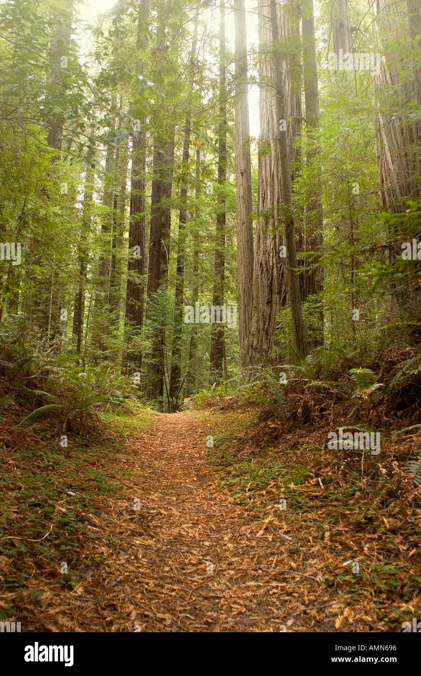 Redwood trees trail Stock Photo Alamy