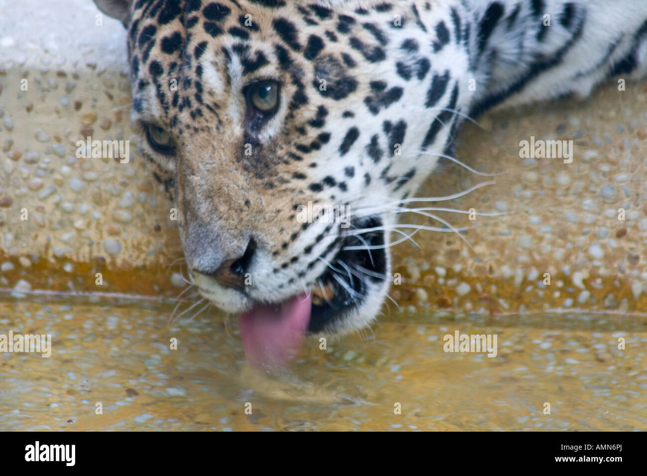 Siu Fa, Jaguar at Hong Kong Botanical and Zoological Garden Hong Kong Stock Photo