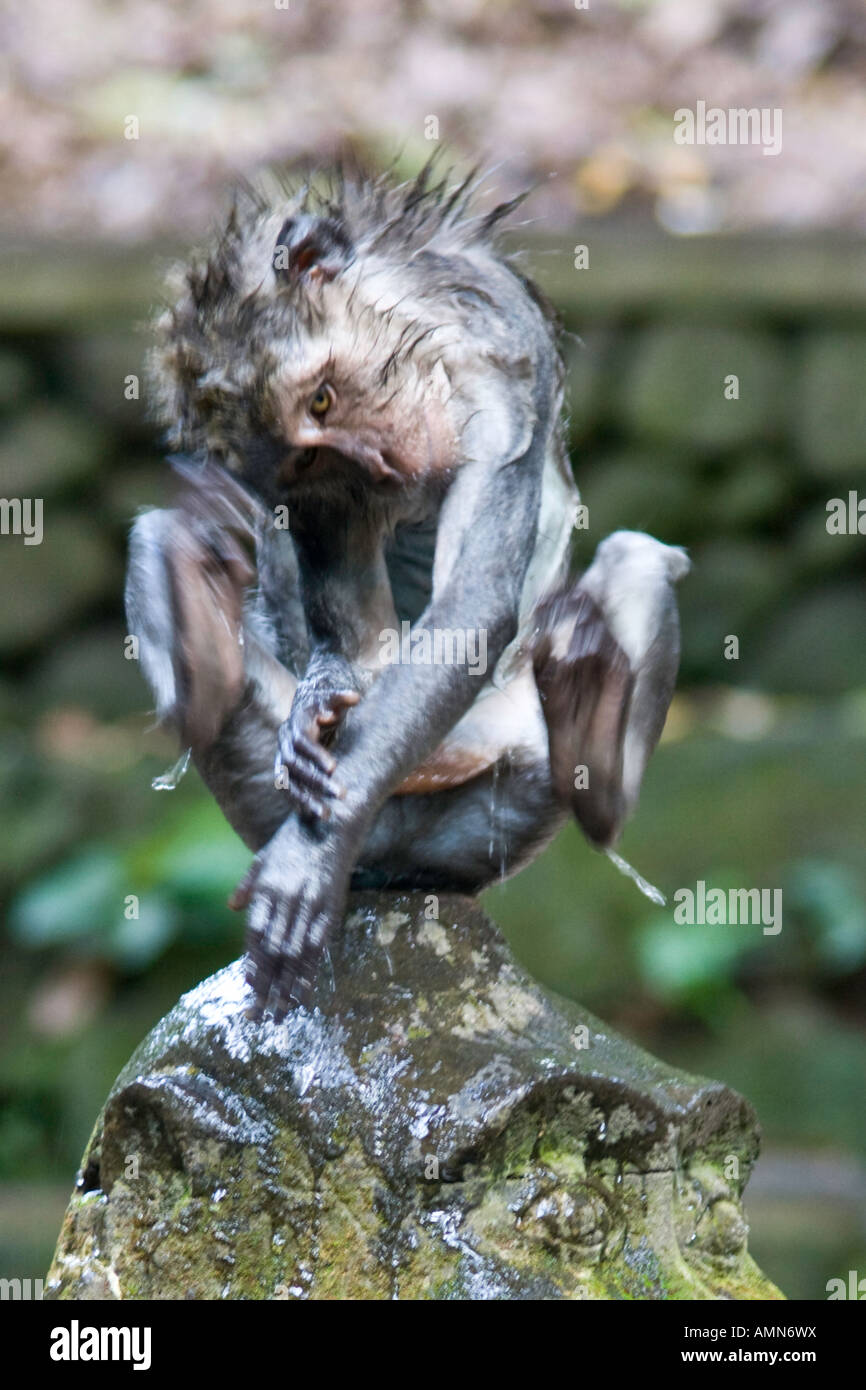 Scratching itself Long Tailed Macaques Macaca Fascicularis Monkey Forest Ubud Bali Indonesia Stock Photo