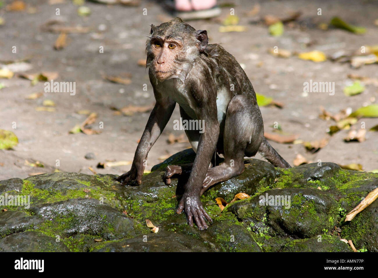 Soaking Wet Long Tailed Macaques Macaca Fascicularis Monkey Forest Ubud Bali Indonesia Stock Photo