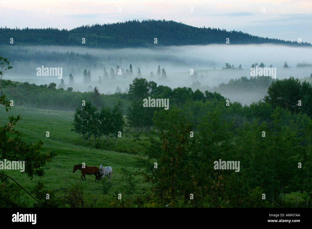 Morning view plants hi-res stock photography and images - Alamy