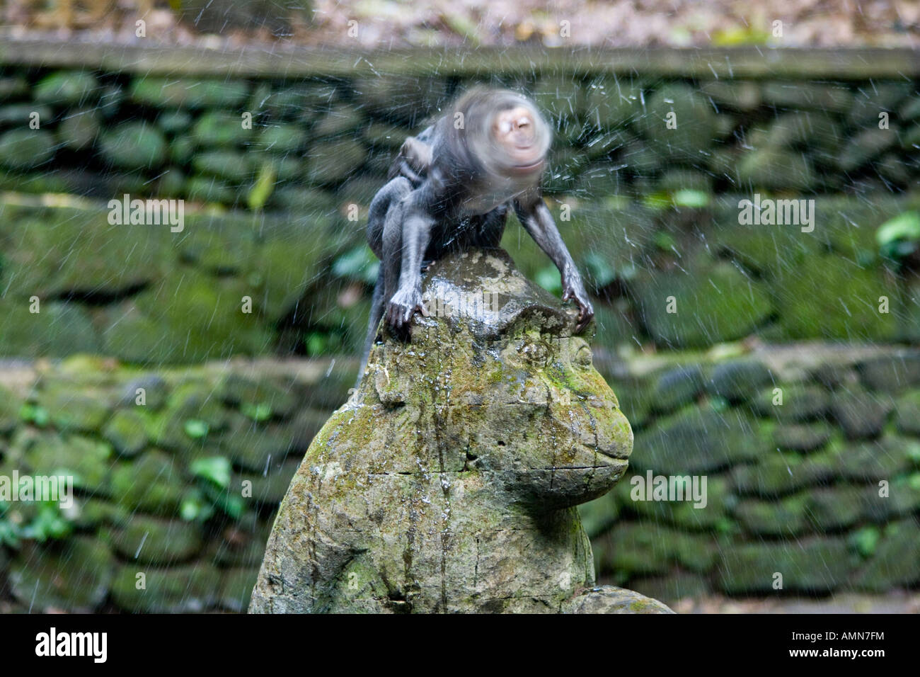 Shaking itself Dry Long Tailed Macaques Macaca Fascicularis Monkey Forest Ubud Bali Indonesia Stock Photo