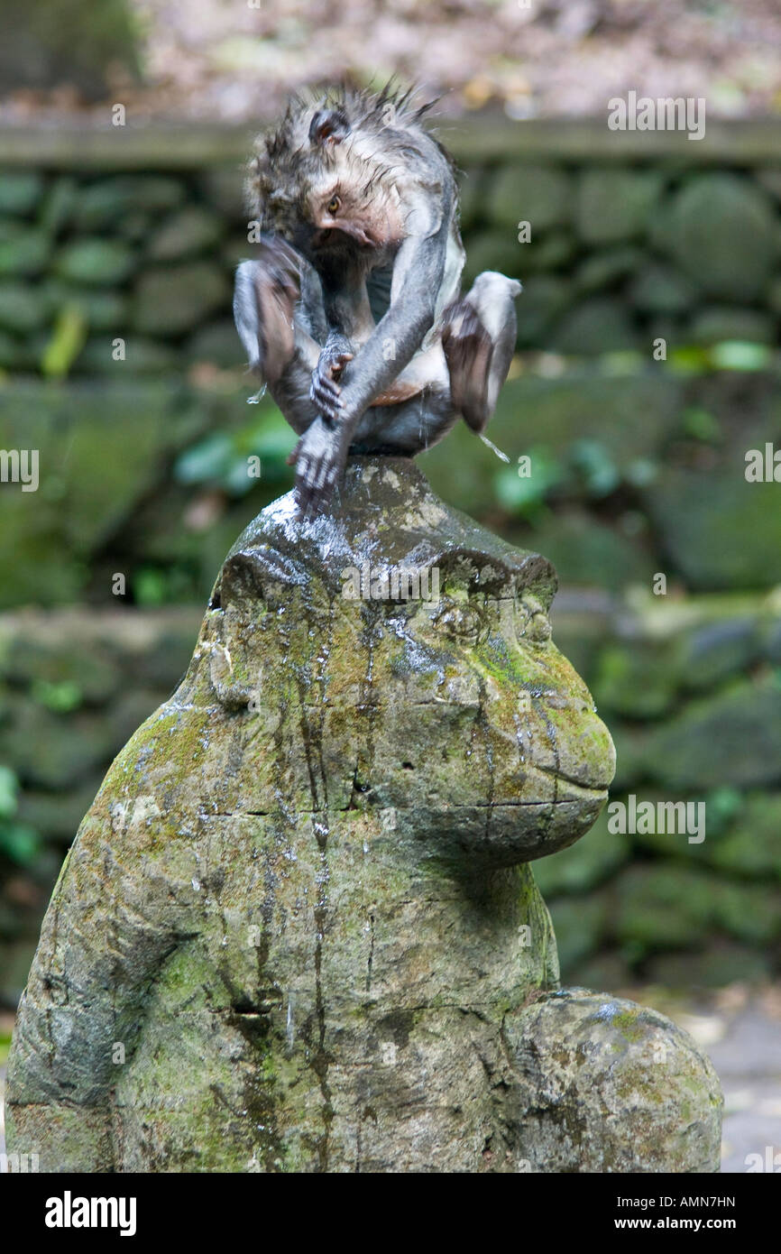 Scratching Long Tailed Macaques Macaca Fascicularis on Hindu Stone Statue Monkey Forest Ubud Bali Indonesia Stock Photo