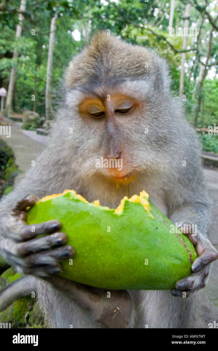 Eating Mango Long Tailed Macaques Macaca Fascicularis Monkey Forest Ubud Bali Indonesia Stock Photo