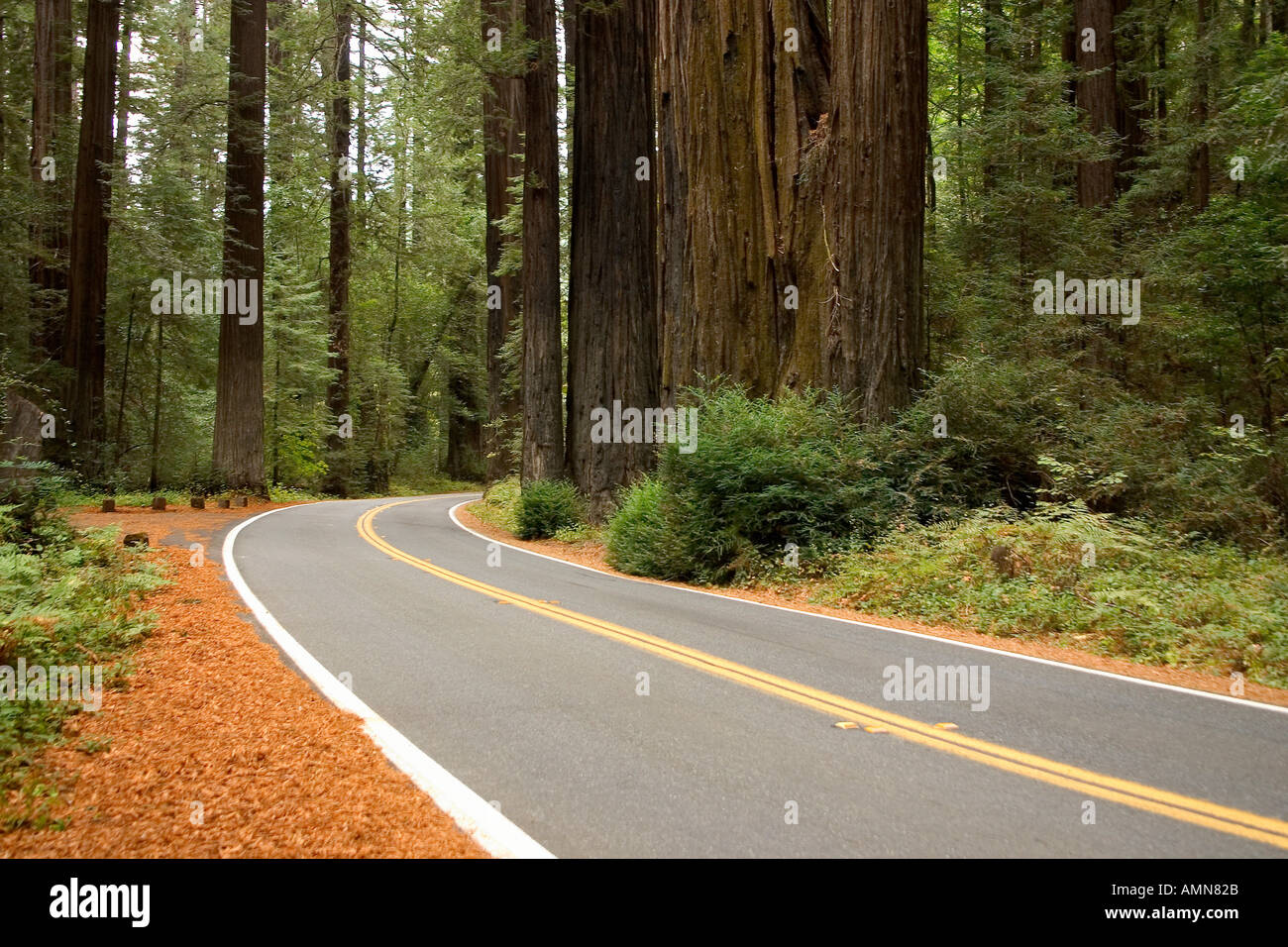 Northern California Redwood Trees Road Stock Photo