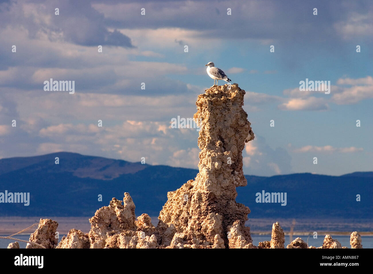 Mono Lake California USA Tufa Spire Seagull Stock Photo