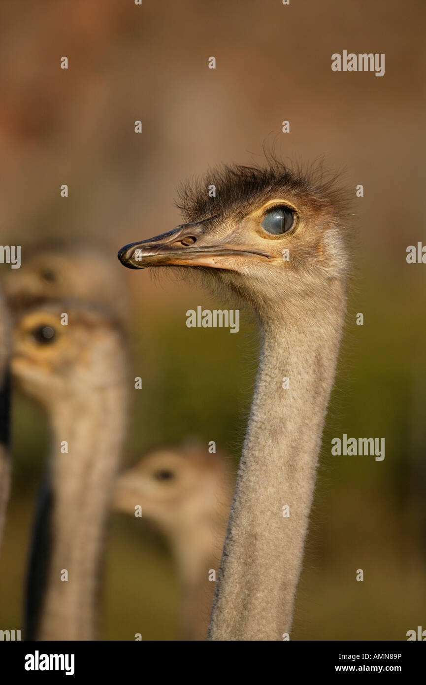 Portrait of an ostrich blinking showing the nictitating membrane closing over the eye Stock Photo