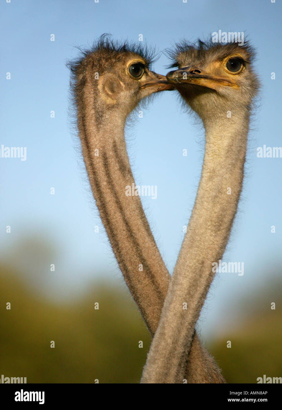 Portrait of two ostriches facing one-another against a blue sky with their necks crossed over Stock Photo