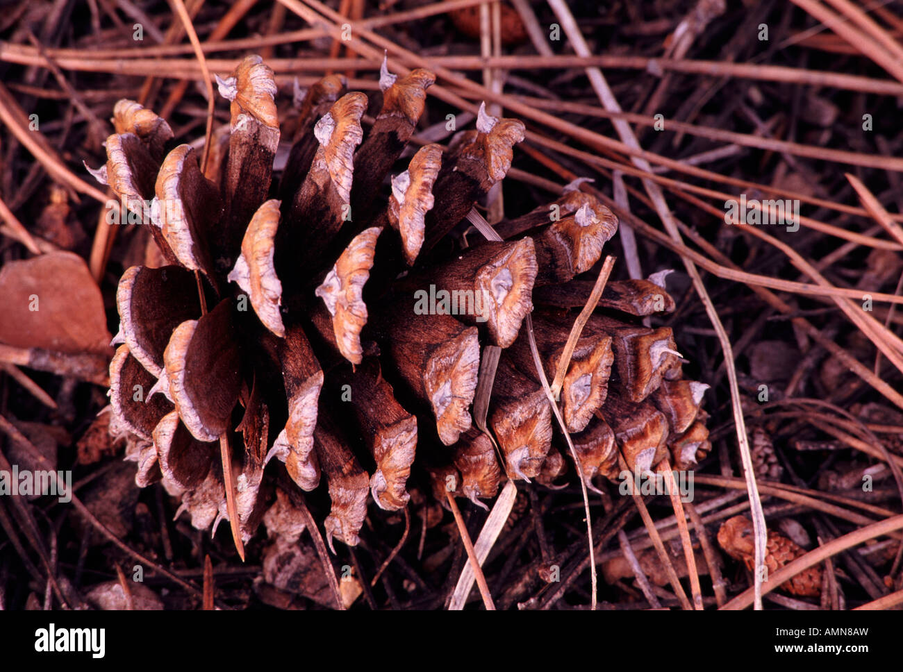 cone of ponderosa pine (Pinus ponderosa), Kaibab National Forest (North Unit), Arizona USA Stock Photo