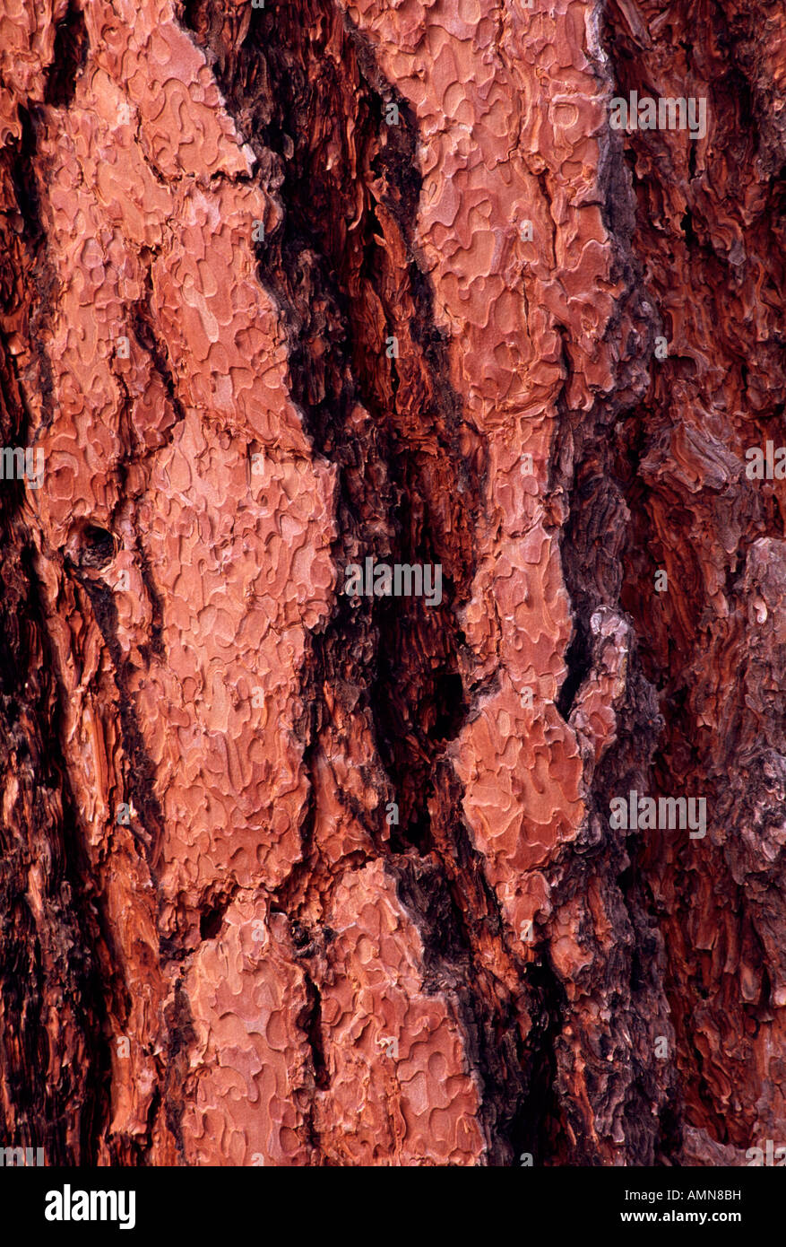 bark of ponderosa pine (Pinus ponderosa), Kaibab National Forest (North Unit), Arizona USA Stock Photo