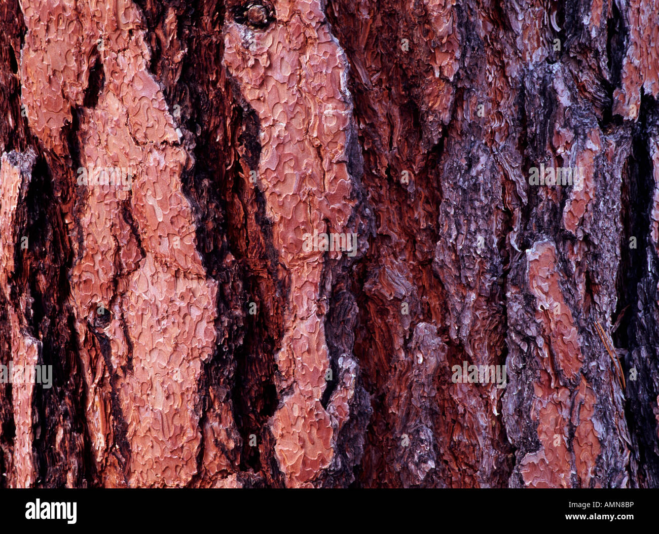 bark of ponderosa pine (Pinus ponderosa), Kaibab National Forest (North Unit), Arizona USA Stock Photo