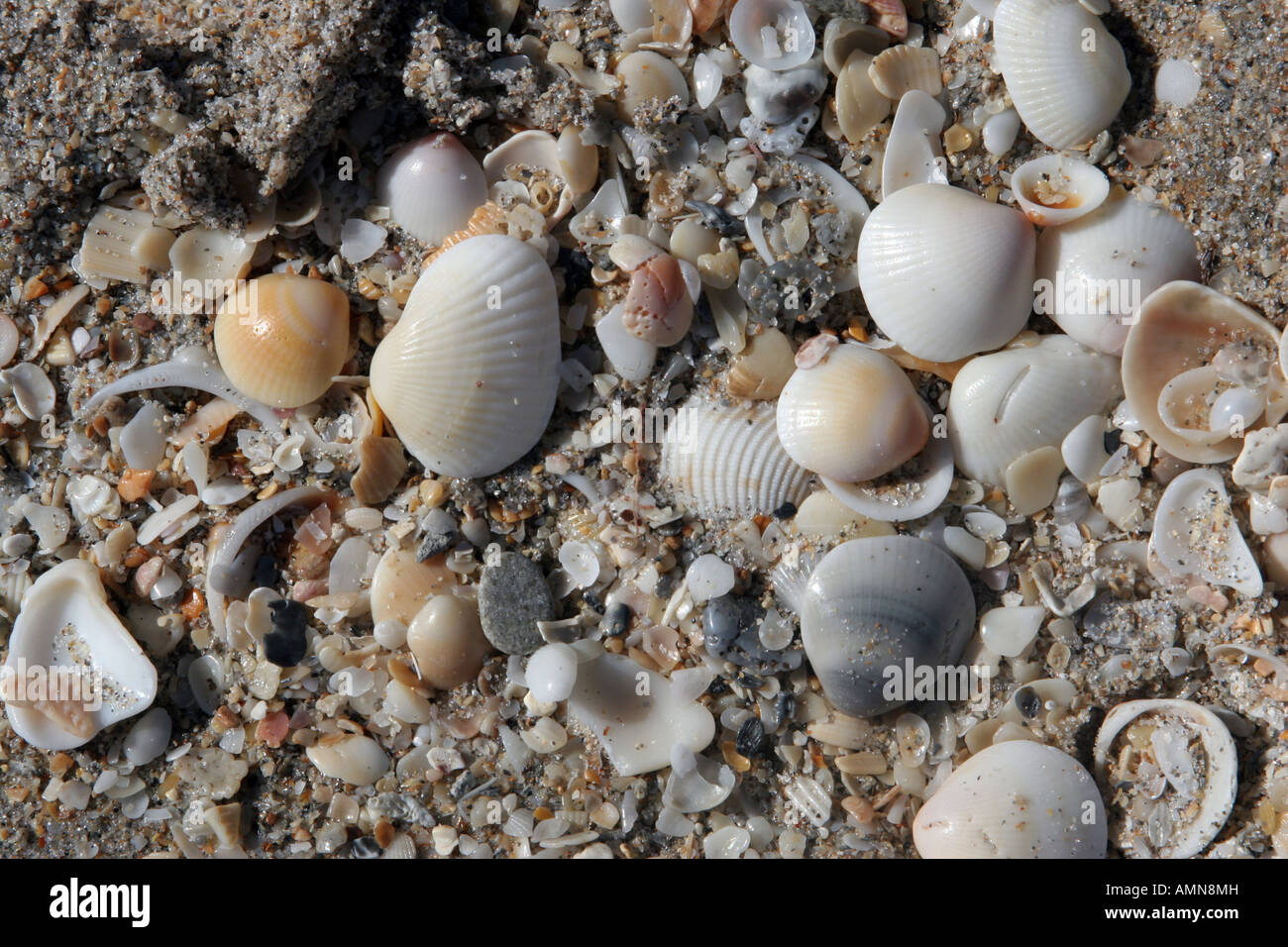 different types of shells at the beach Stock Photo Alamy