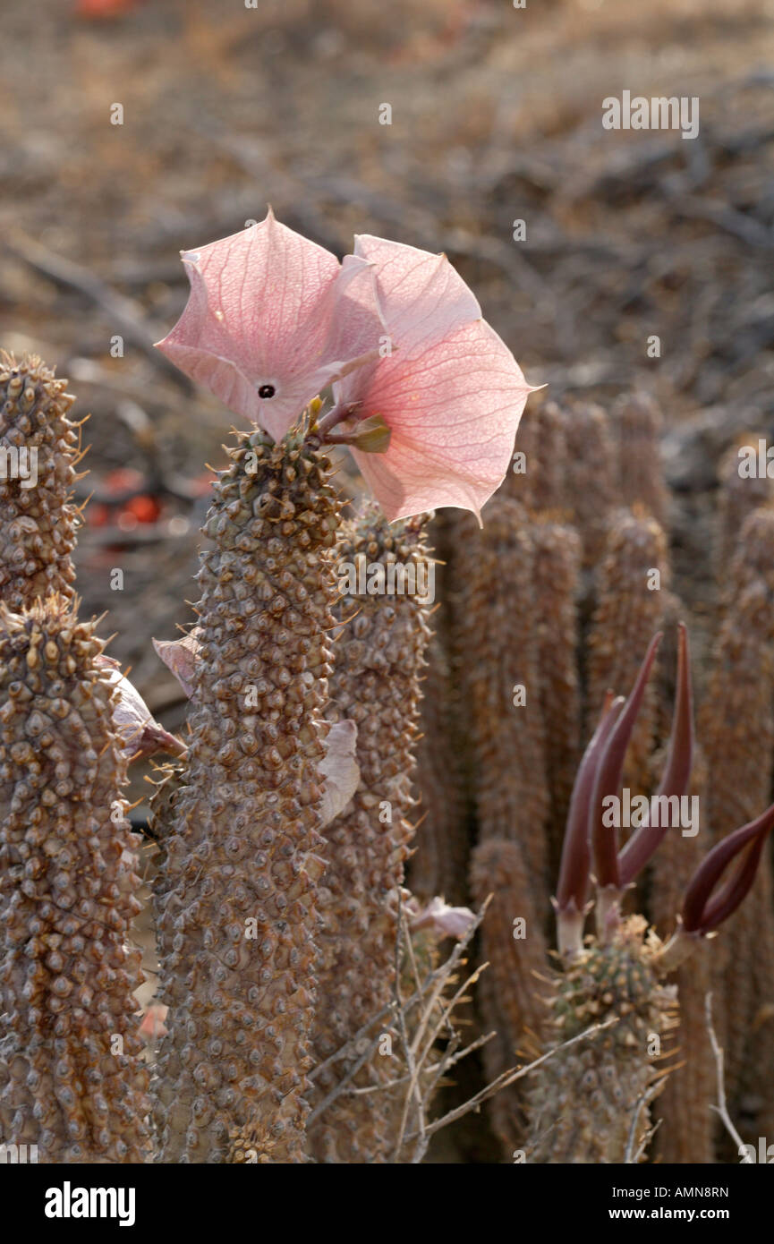 Hoodia gordonii succulent used by San Bushmen to suppress hunger Stock Photo