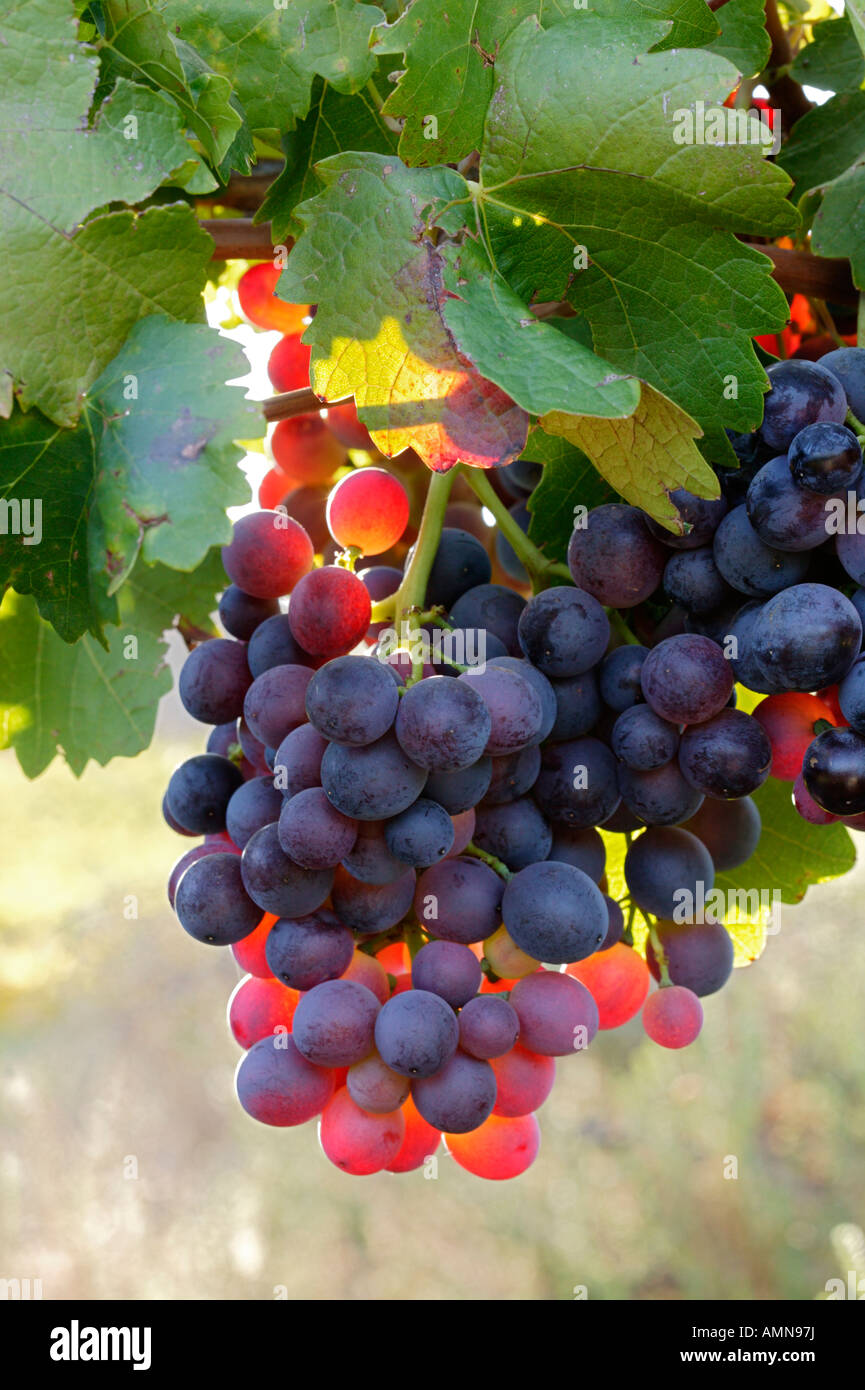 Close up of a bunch of red grapes in the Cedarberg Stock Photo