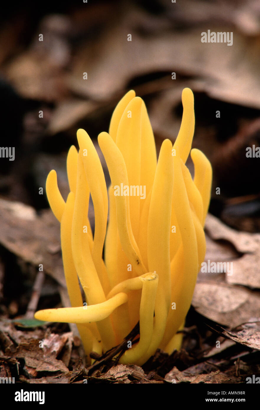 spindle-shaped yellow coral (Clavulinopsis fusiformis), Pigeon River Wildlife Area, Indiana USA Stock Photo