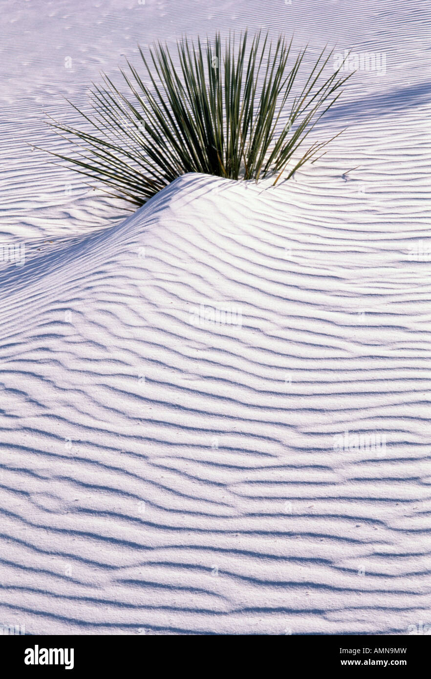 soaptree yucca (Yucca elata) in gypsum sand dune, White Sands National Monument, New Mexico USA Stock Photo