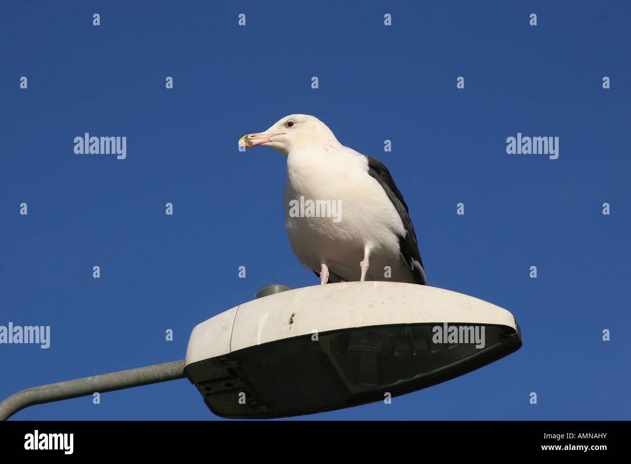Herring Gull on top of street lamp post in Scarborough Stock Photo Alamy