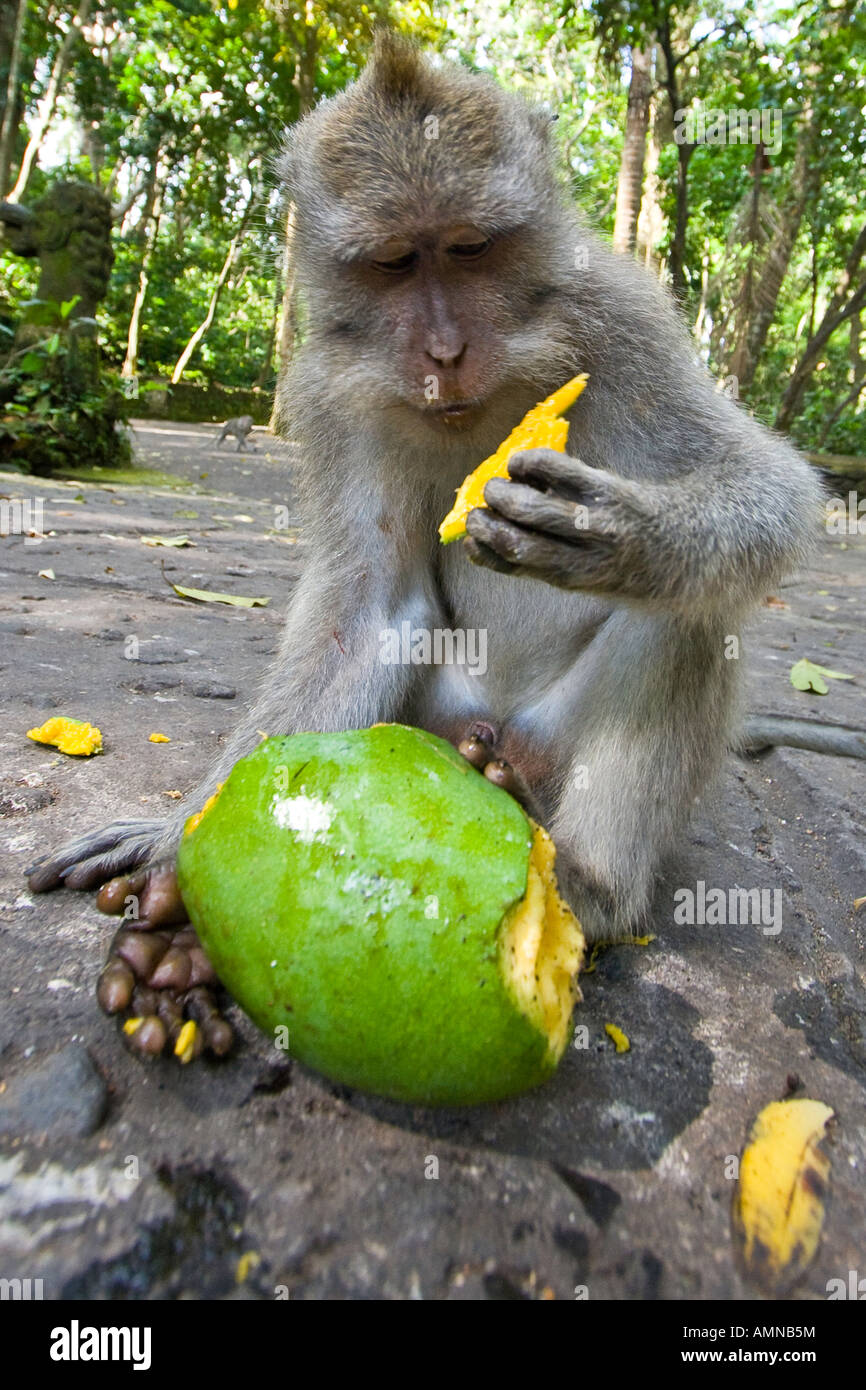Eating Mango Long Tailed Macaques Macaca Fascicularis Monkey Forest Ubud Bali Indonesia Stock Photo