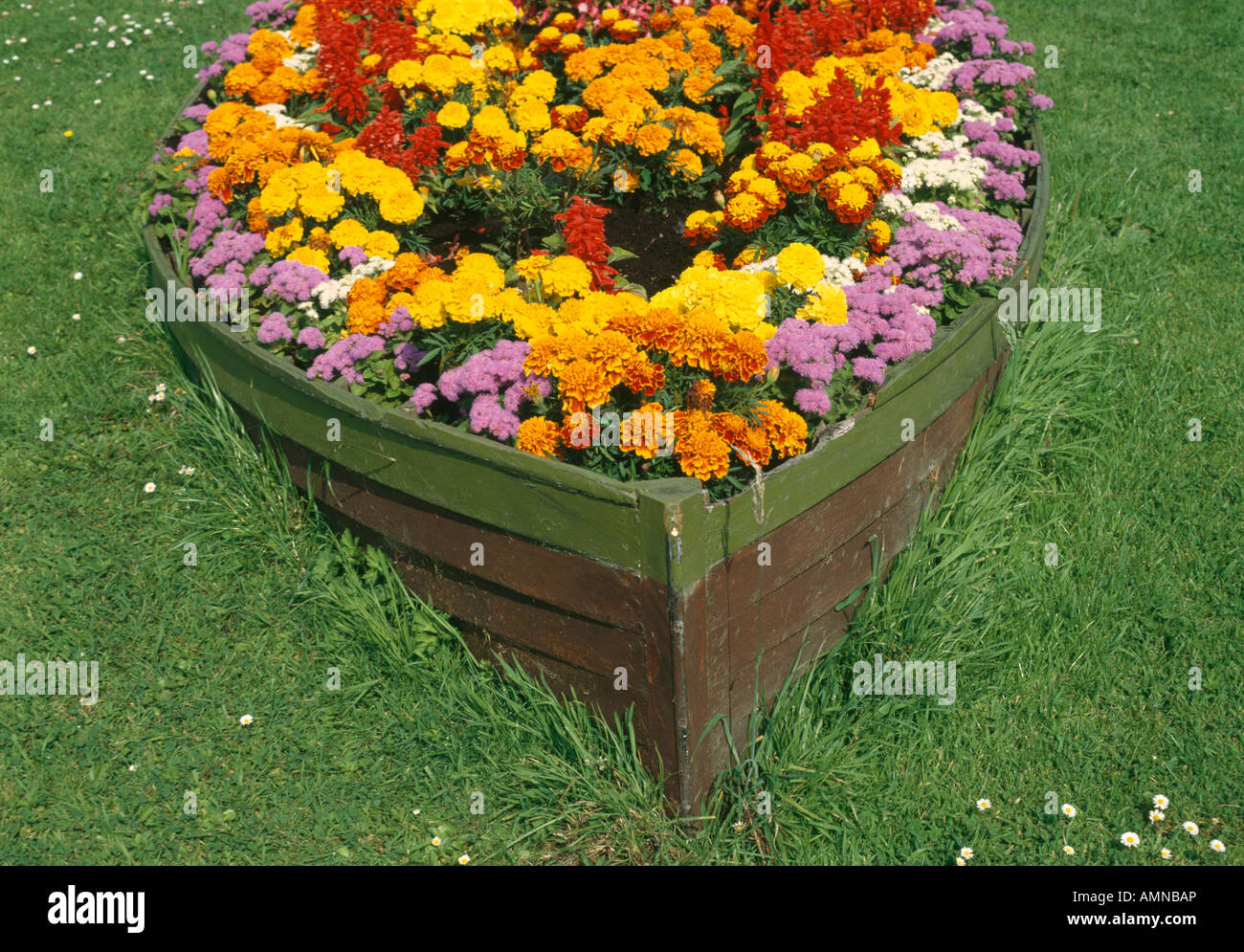 marigold flowers growing in rowing boat hull in garden Stock Photo