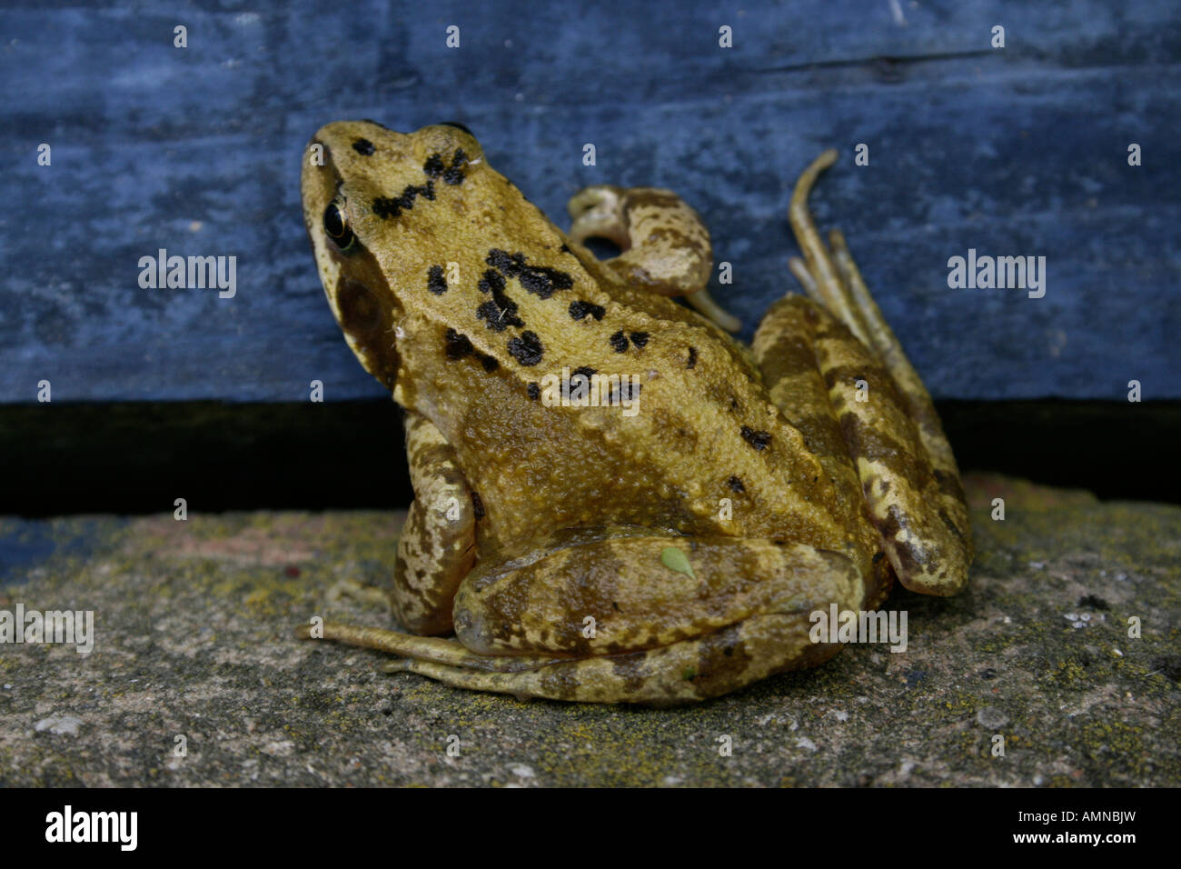 Common garden english frog toad hires stock photography and images Alamy