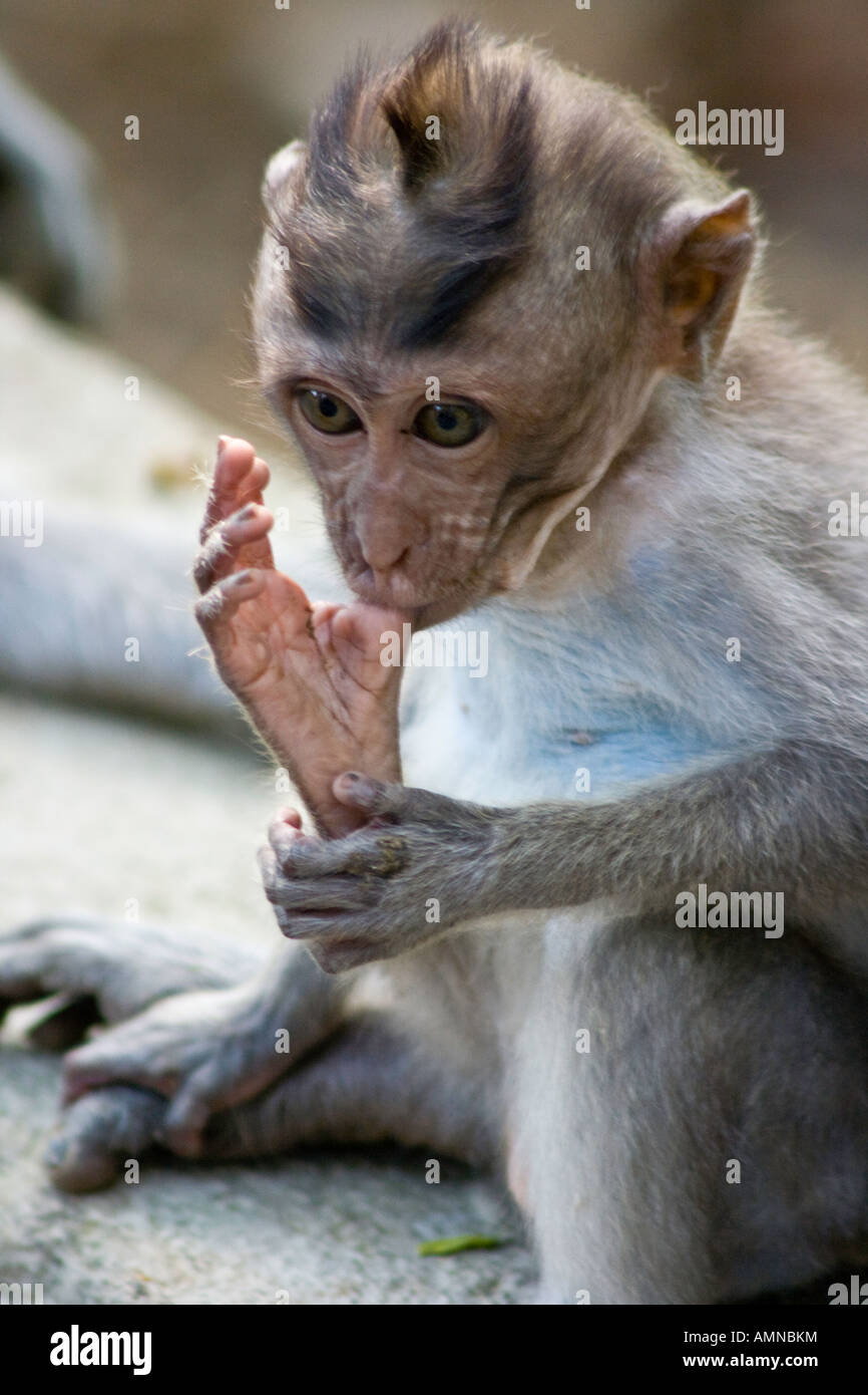 Baby Long Tailed Macaques Macaca Fascicularis Sucking its Toe Monkey Forest Ubud Bali Indonesia Stock Photo