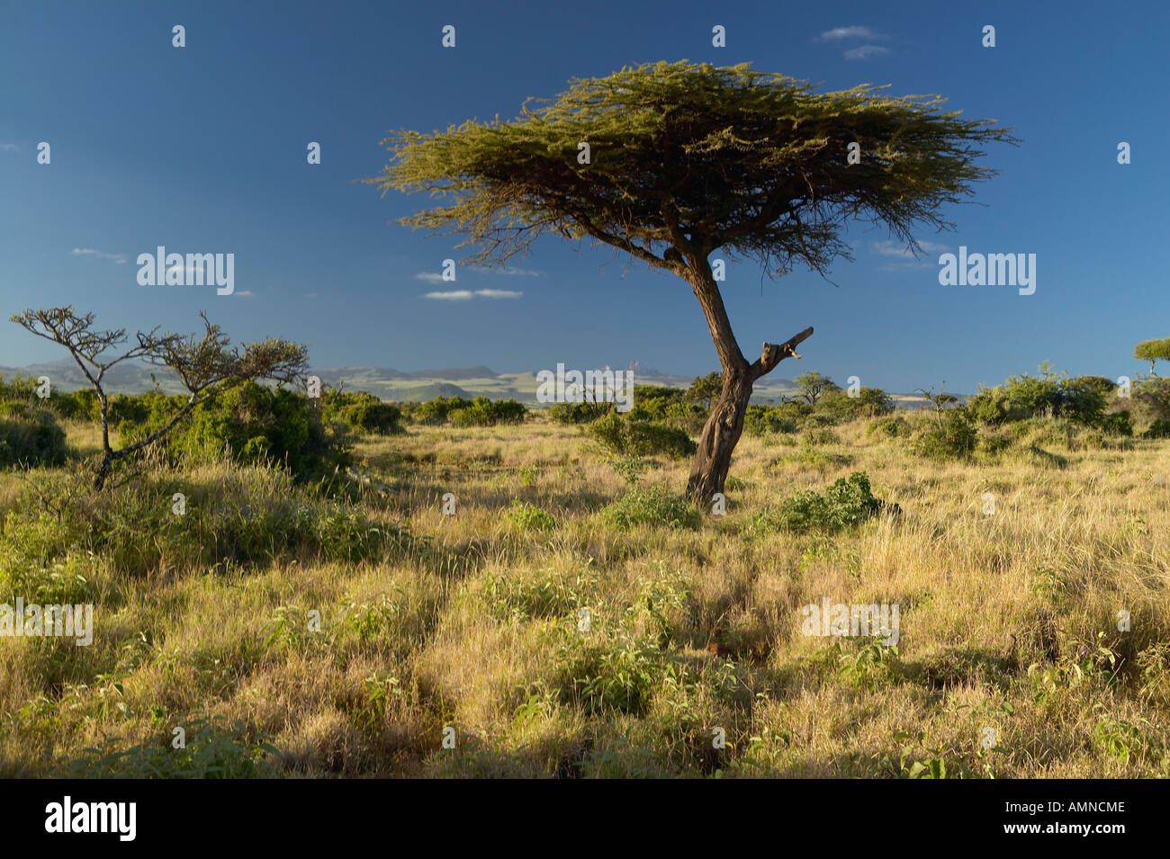 Lewa Tree Mount Kenya and lone Acacia Tree at Lewa Conservancy Kenya Africa Stock ...