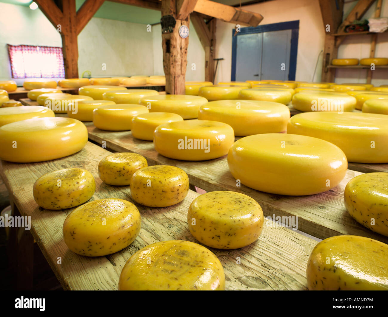 Dairy Farm, Netherlands Stock Photo Alamy
