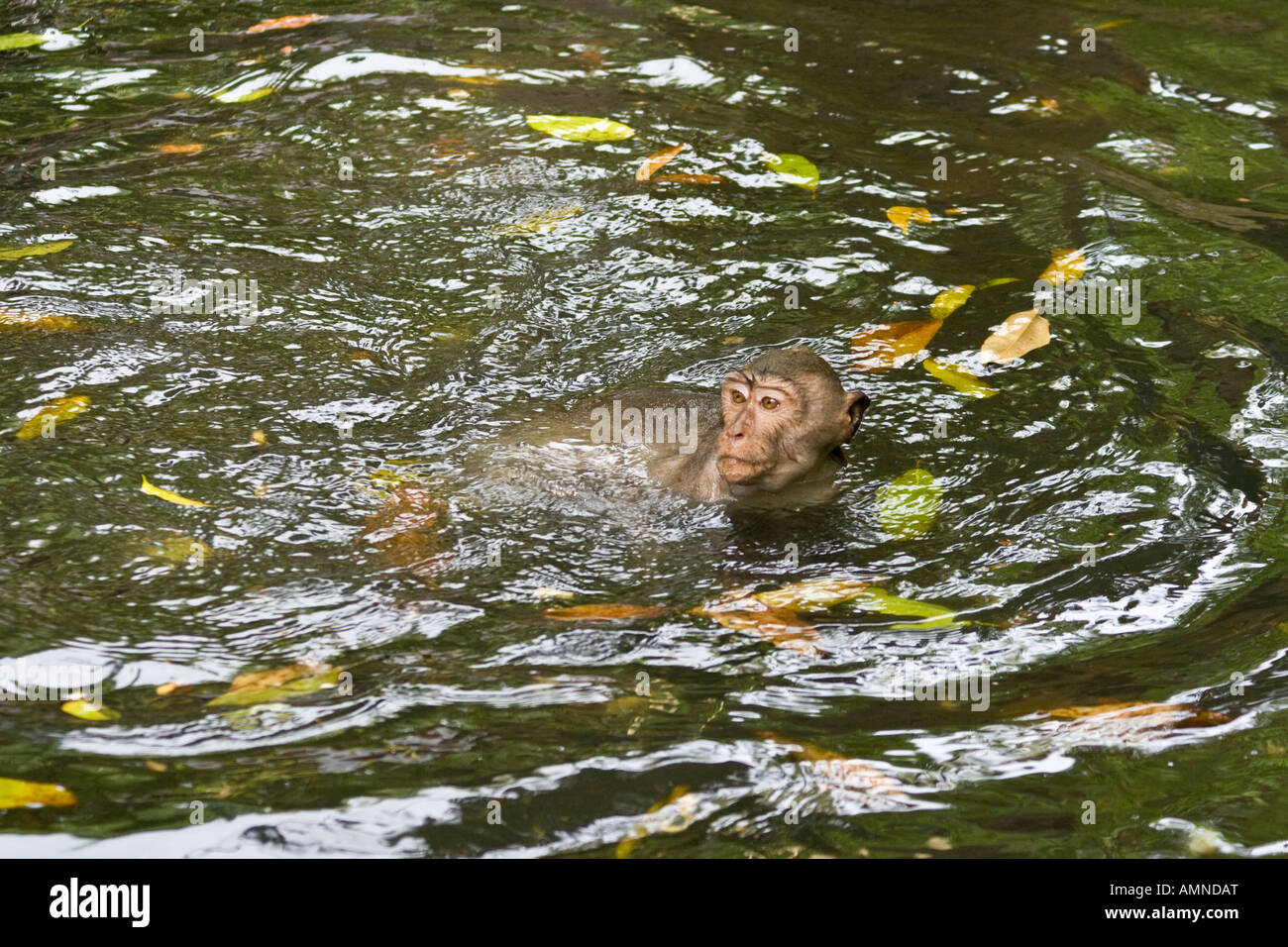 Swimming in Water Long Tailed Macaques Macaca Fascicularis Monkey Forest Ubud Bali Indonesia Stock Photo