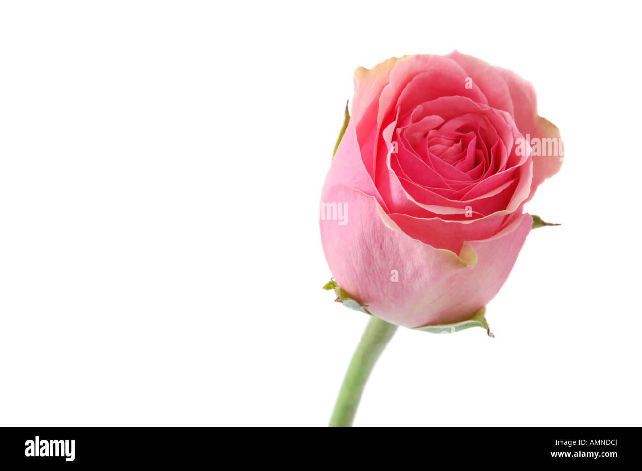 Pink fragrant rose Cut Out Stock Images & Pictures - Alamy