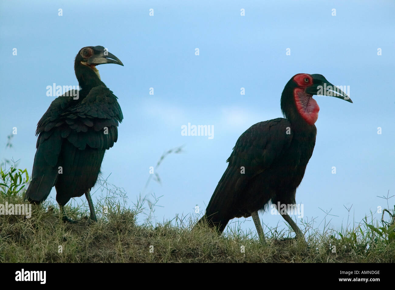 Ground Horn Bill birds with red neck in Masai Mara near Little Governor s camp in Kenya Africa Stock Photo