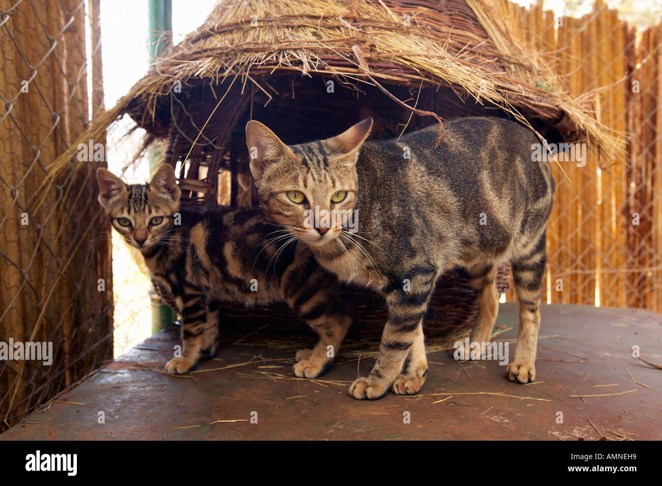Wild cats in animal facility of Nairobi Kenya Africa at the KWS Kenya