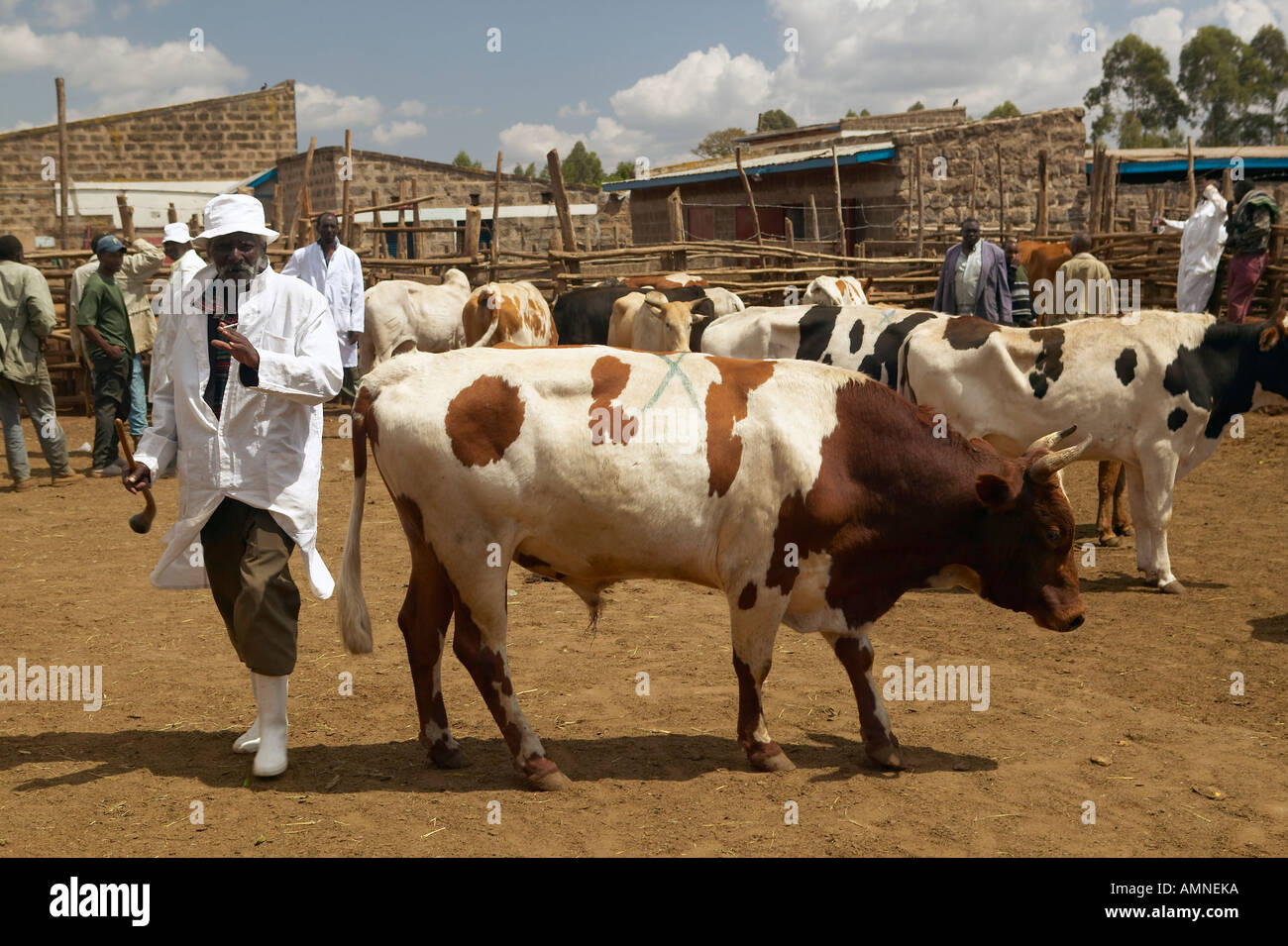 Dagoretti slaughterhouse in Nairobi Kenya Africa a holding tank for
