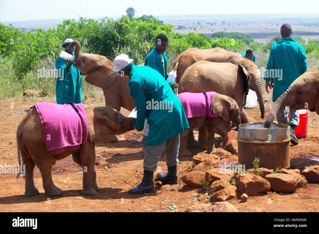 African Elephant keeper with Adopted Baby African Elephant at the David