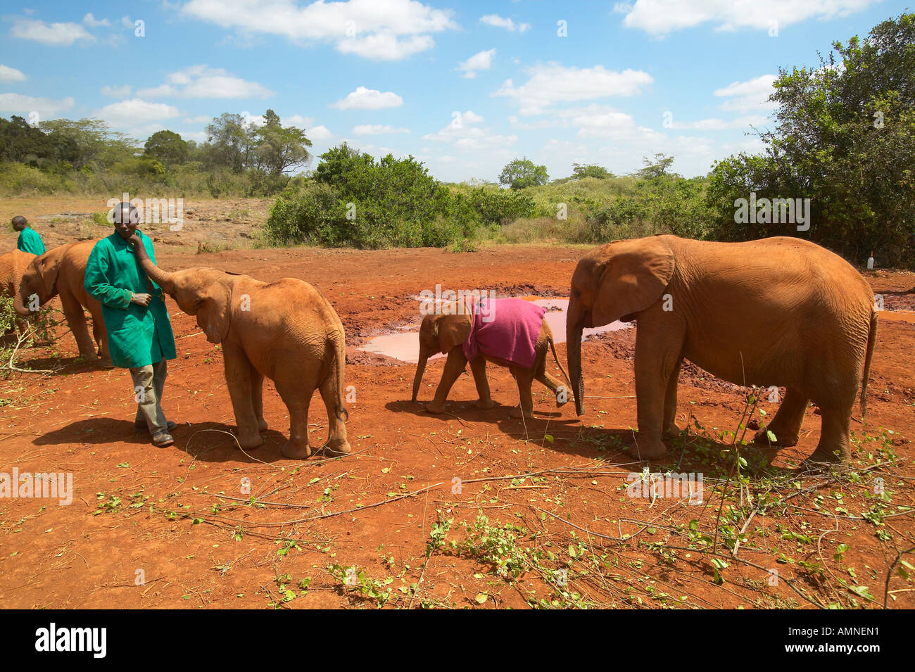 African Elephant keeper with Adopted Baby African Elephant at the David