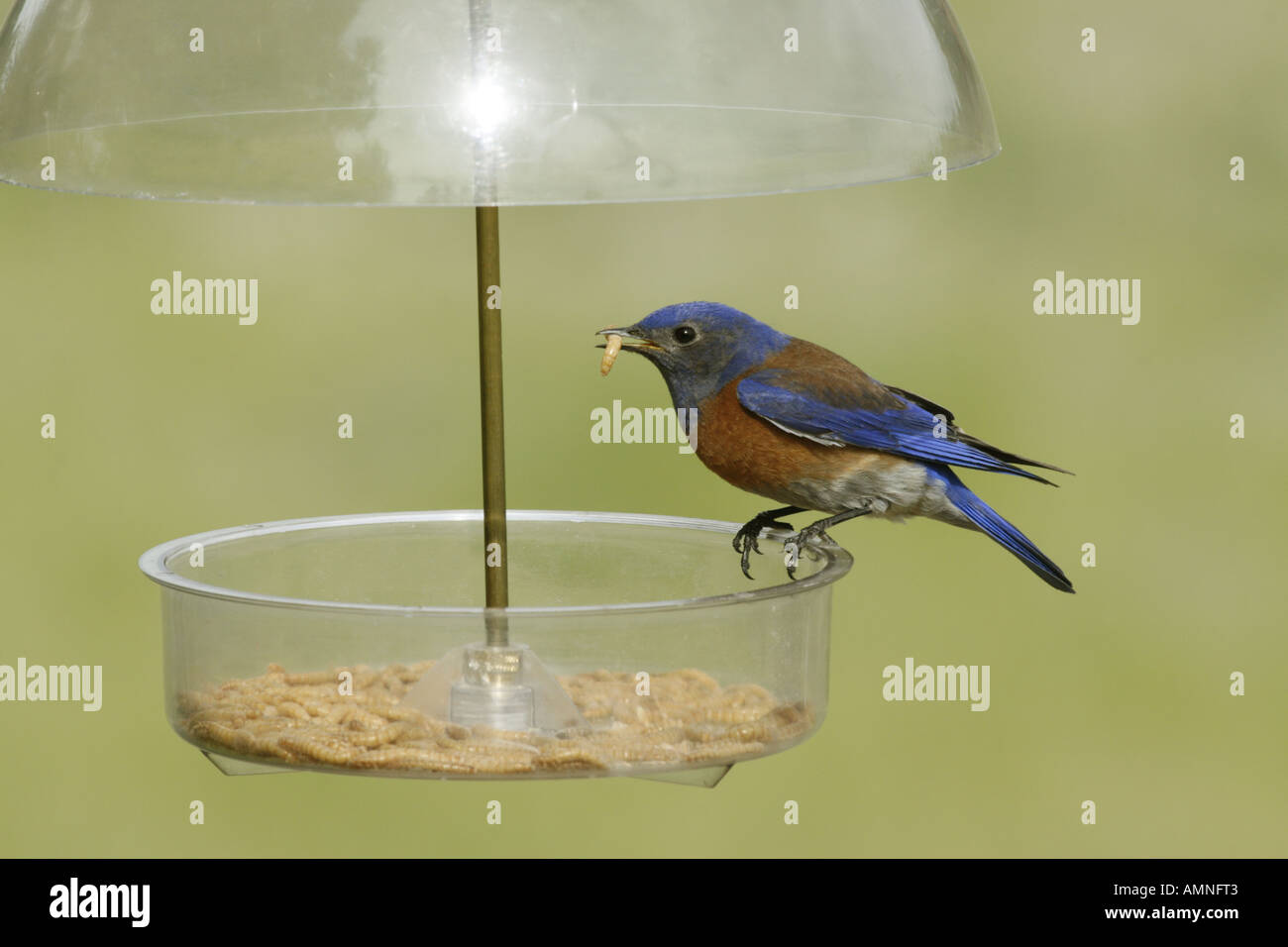 Western Bluebird At Meal Worm Feeder Stock Photo 8746178 Alamy