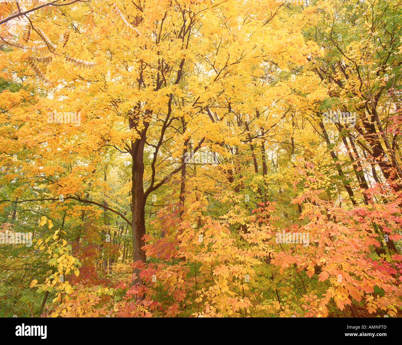 Halton Agreement Forest, Ontario, Canada Stock Photo Alamy