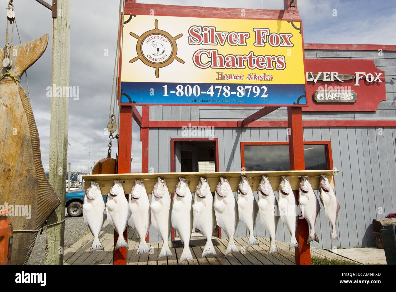 ALASKA HOMER HALIBIT FISHING CATCH OF THE DAY SILVER FOX CHARTERS HOMER