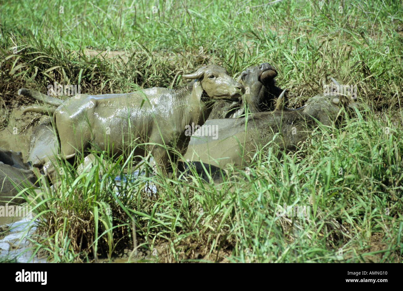 Water buffalo in mud pool hi-res stock photography and images - Alamy