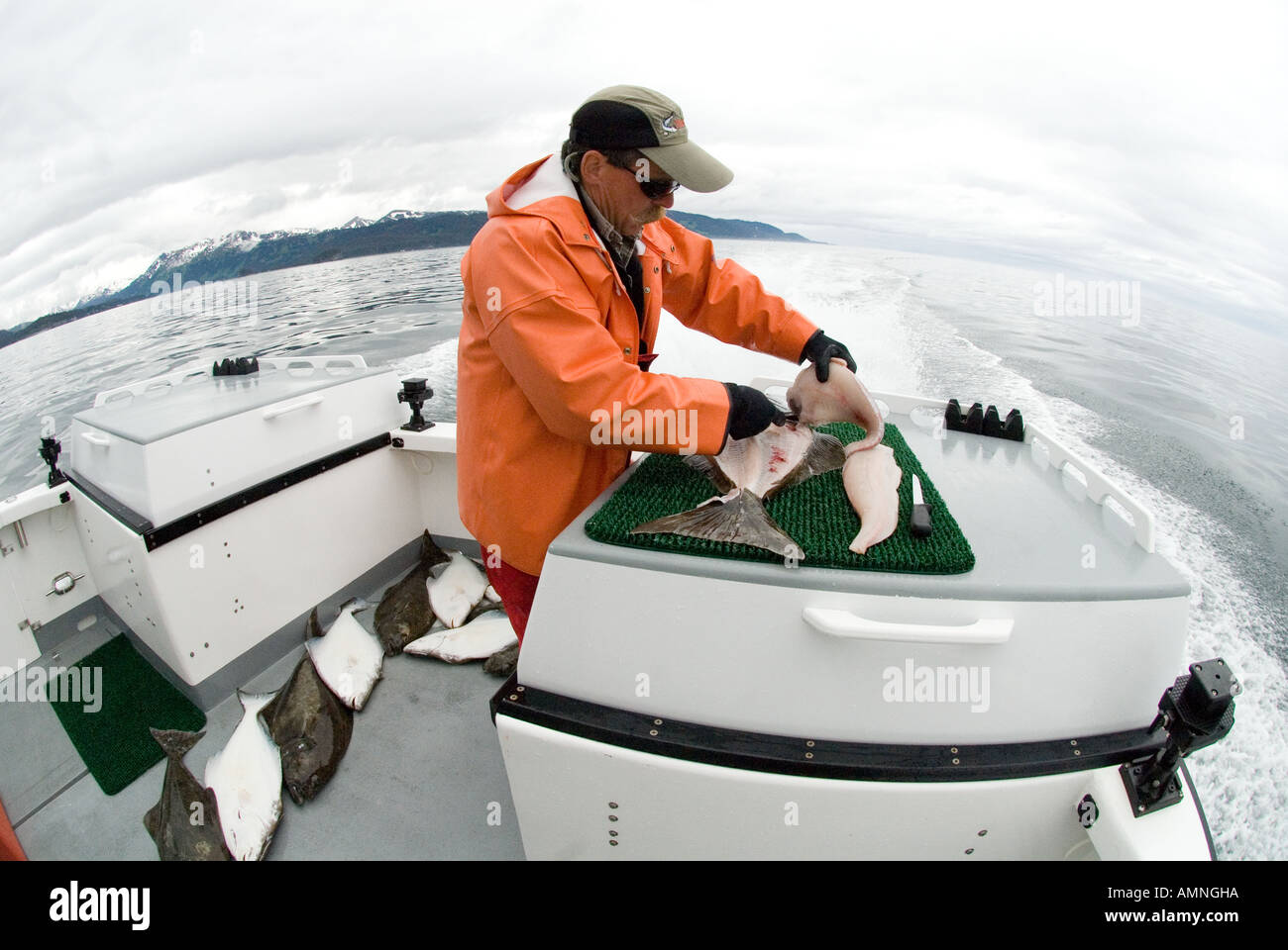 ALASKA COOK INLET FISHING CHARTER BOAT CAPTAIN CLEANING HALIBUT ON BOAT