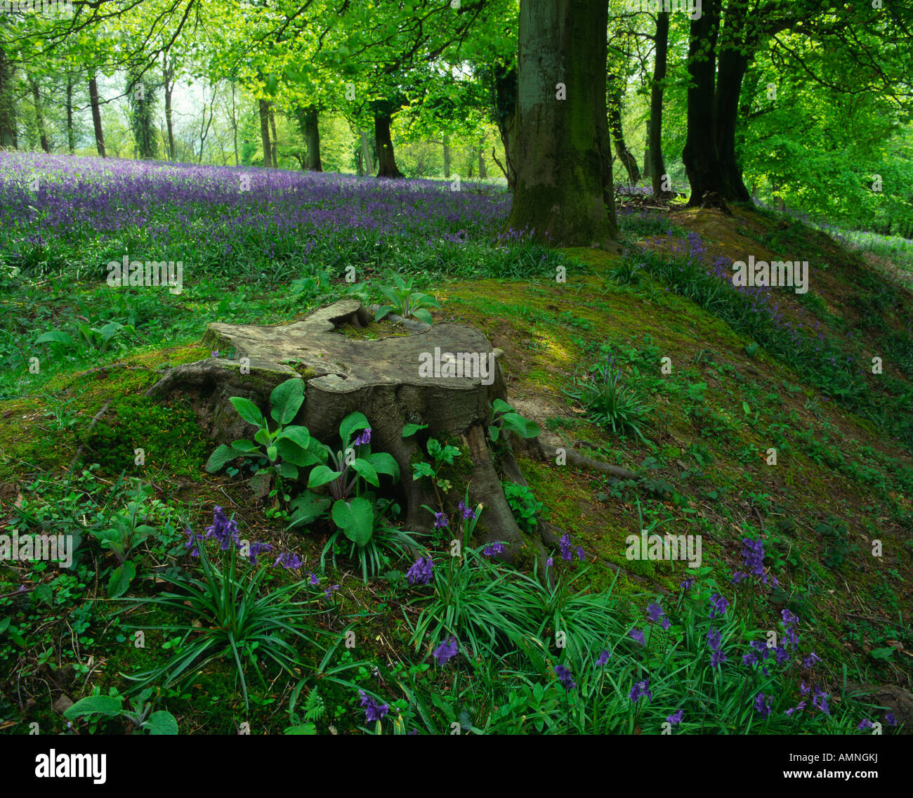 Bluebells, Coed y Bwnydd Iron Age hill fort, near Bettws Newydd, Monmouthshire, Wales, UK Stock Photo