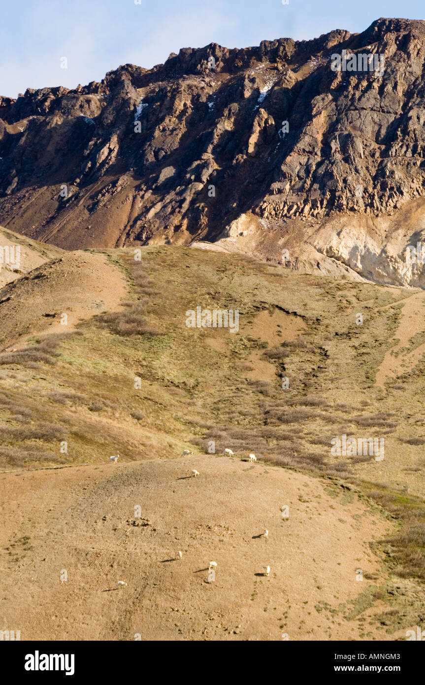 ALASKA DENALI NATIONAL PARK WHITE DALL SHEEP GRAZING ALONG MOUNTAIN SIDE Stock Photo