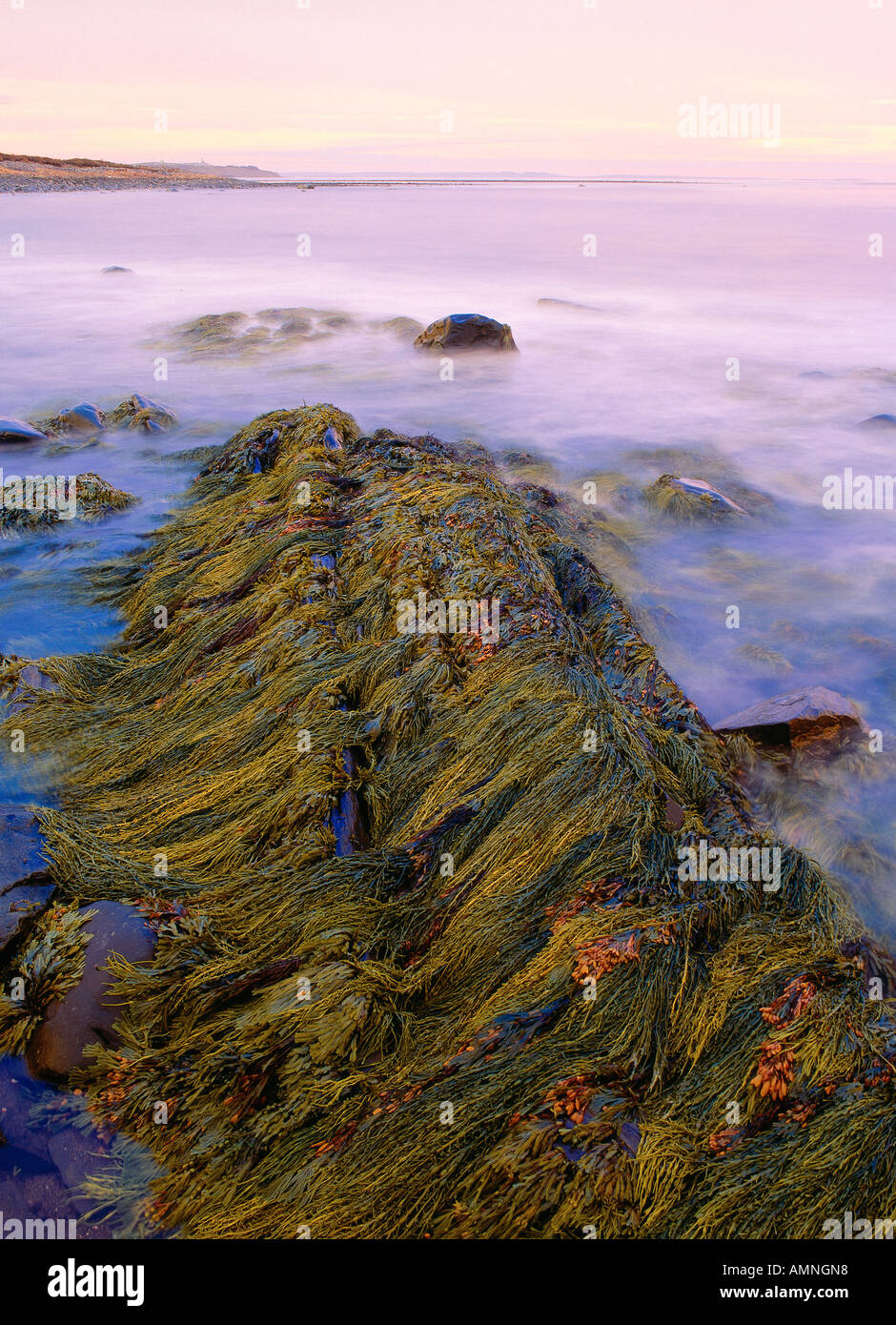 Low Tide, Atlantic Ocean, Near Eastern Passage, Nova Scotia, Canada